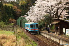 ローカル駅の桜
