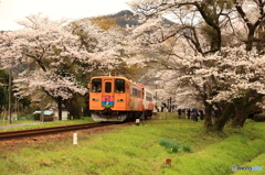 桜の下を走る