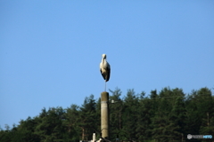 幸せを運ぶ鳥