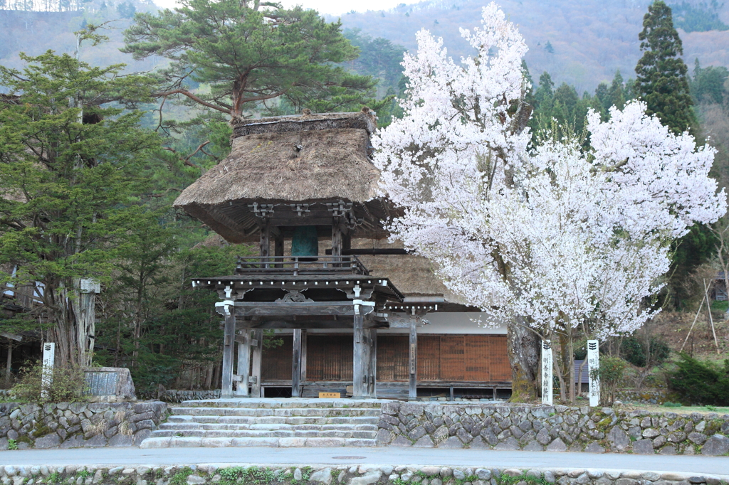 白川郷の寺の桜