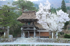 白川郷の寺の桜