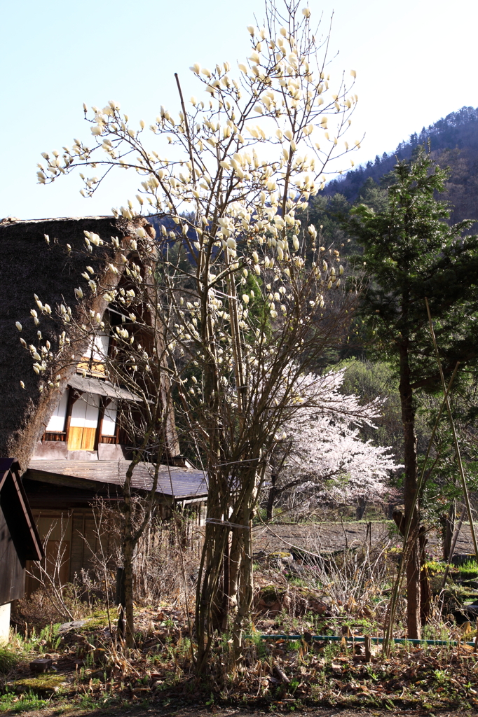 モクレンの咲く山里