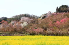 野にも山にも春本番