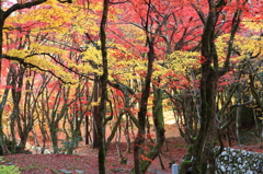 モミジの森