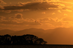 茜の空と白鳥