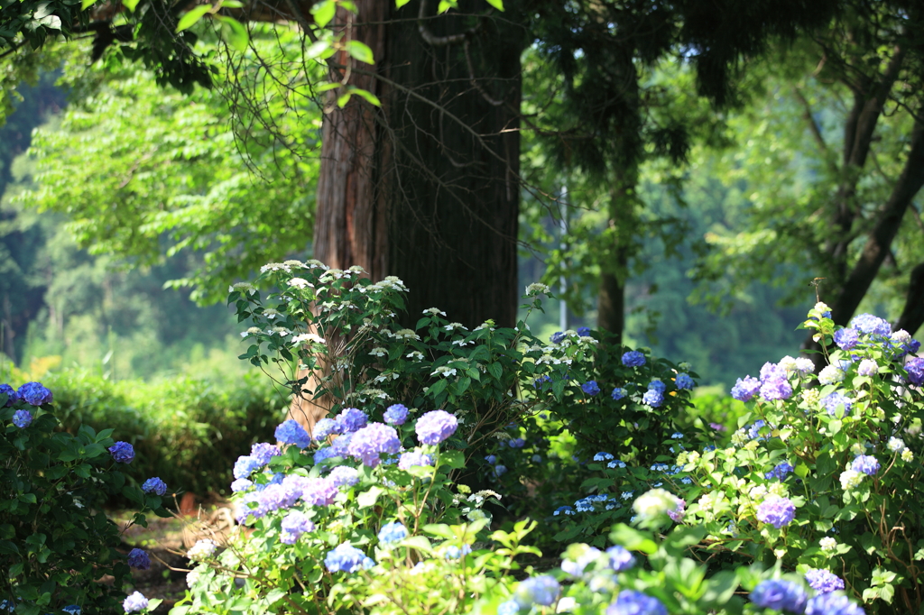 紫陽花と大木