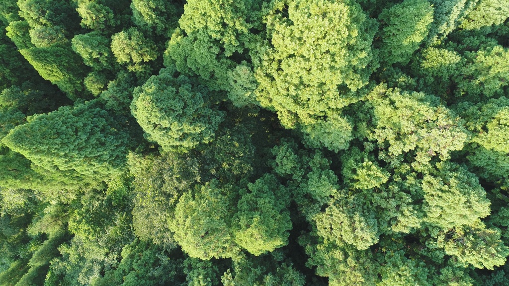 見下ろす森