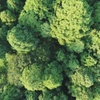 見下ろす森