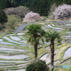 春の千枚田