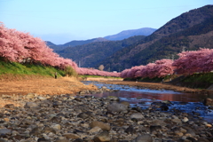 川面桜