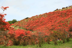 山一面のツツジ