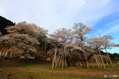 老木「薄墨さくら」