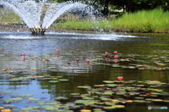 池の花