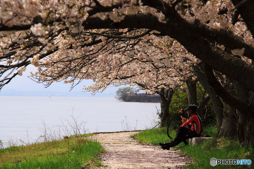 桜道