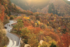 紅葉の道