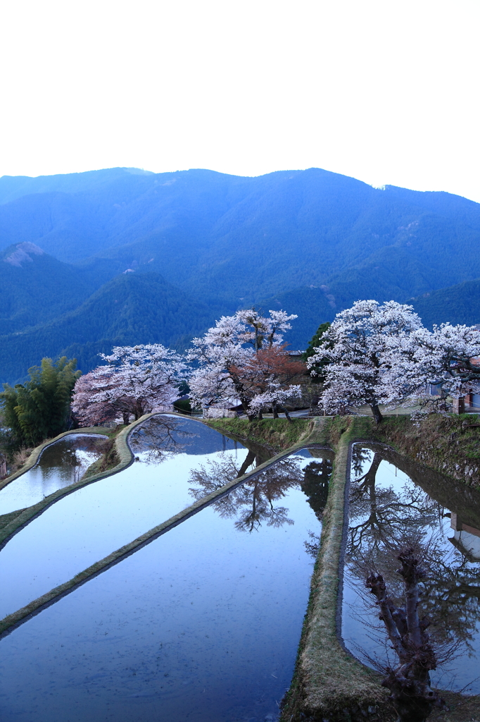 絶景「棚田と桜」