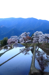 絶景「棚田と桜」