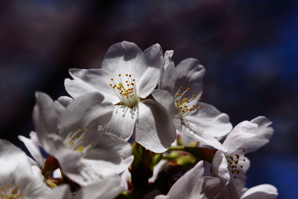 咲き競う桜