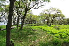 びわ湖湿地帯の春