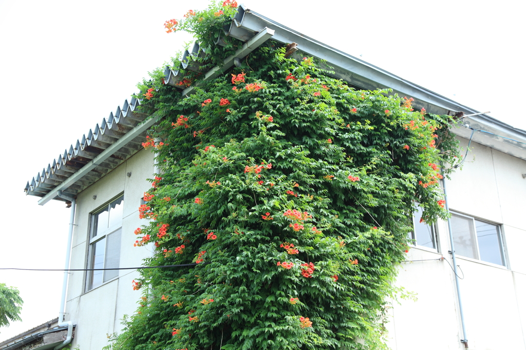 建物を乗っ取る植物