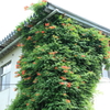 建物を乗っ取る植物