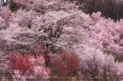 東北の春②