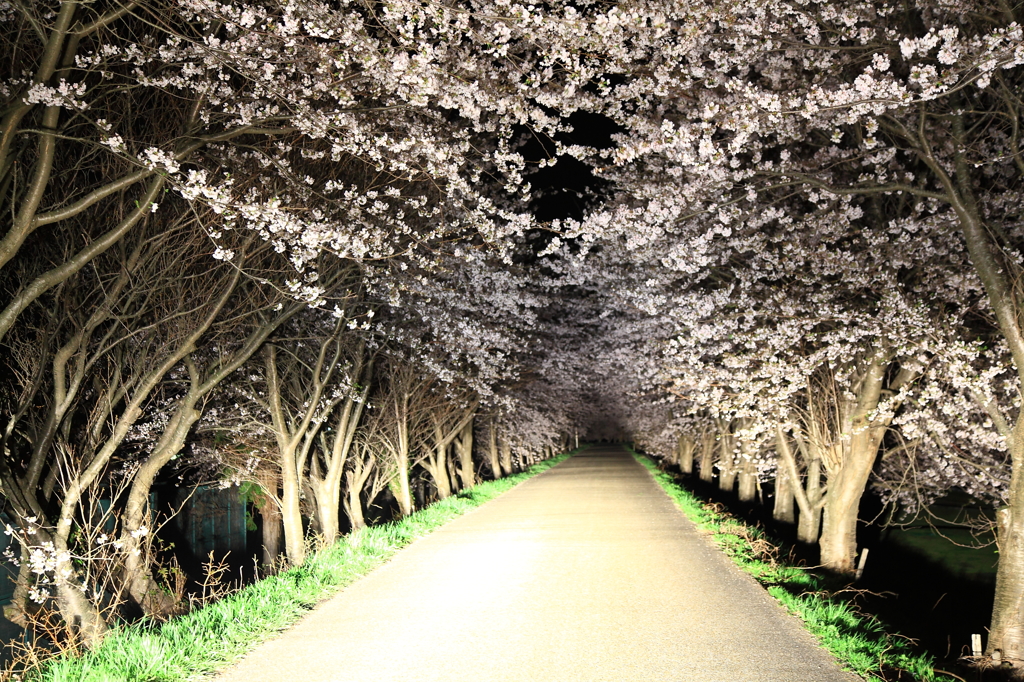 桜のトンネル