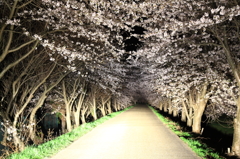 桜のトンネル