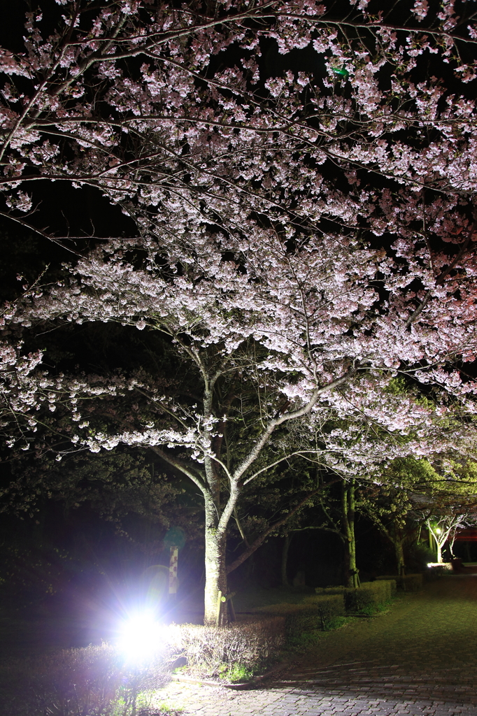 夜桜のライトアップ