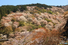 千本桜の絶景