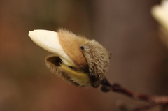 生き物のような蕾