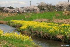 春の河原