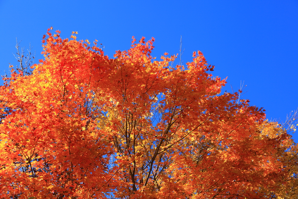青空と紅葉