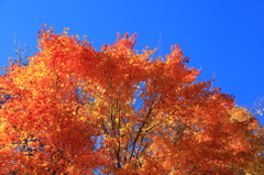 青空と紅葉