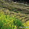 棚田の春