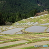 春の棚田