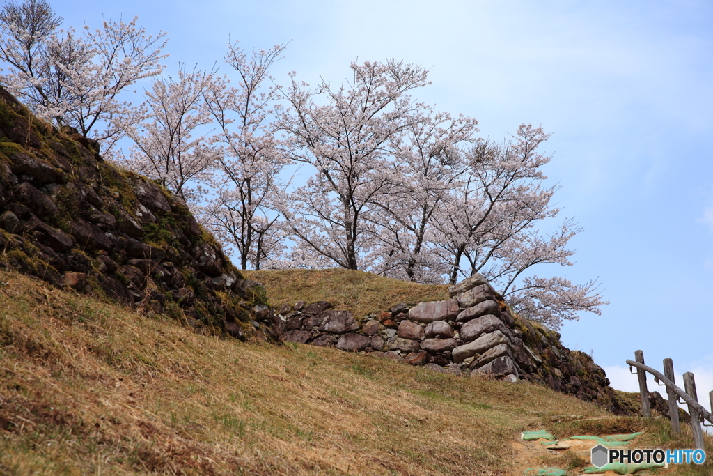 城跡の春