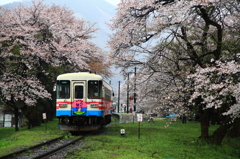 桜の中を走る樽見鉄道