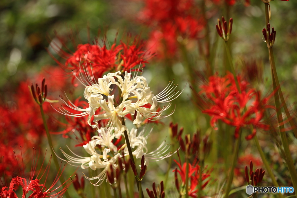 紅白の華