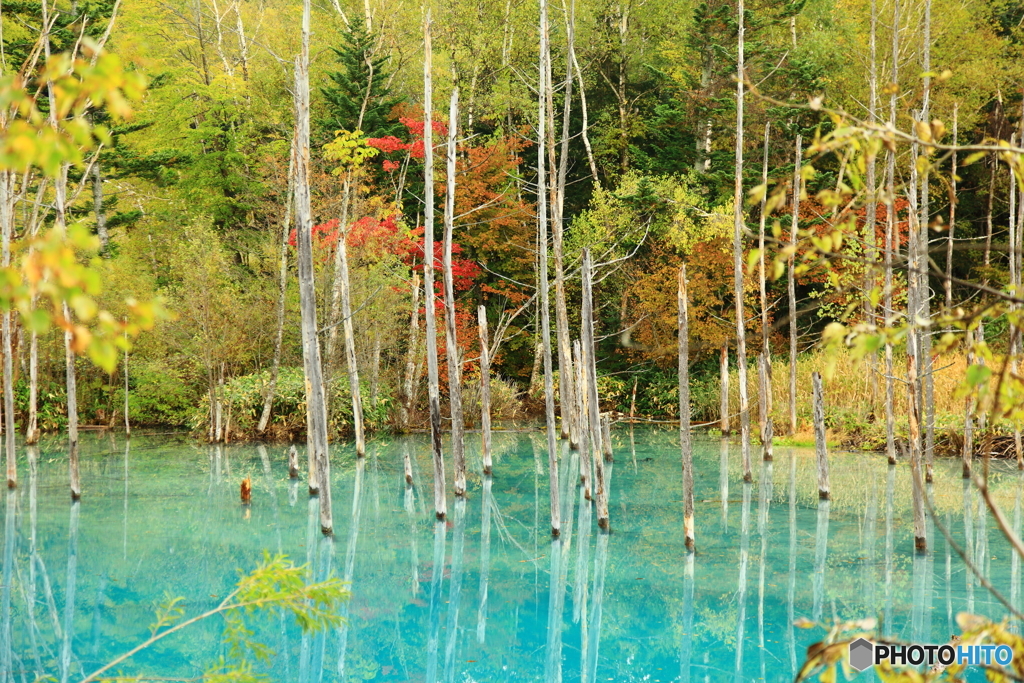 秋の青い池