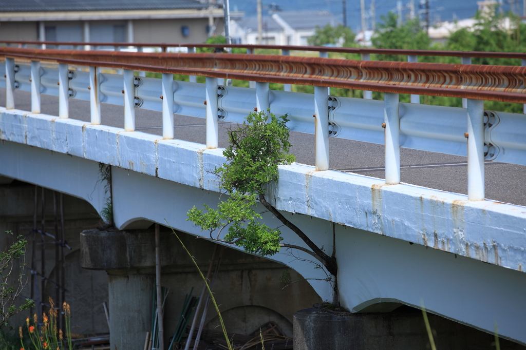 ど根性の木