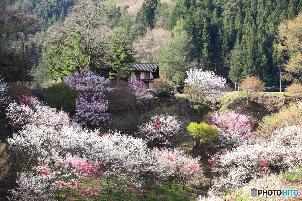 山里の春