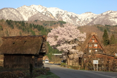 山里にも遅い春が来ました。