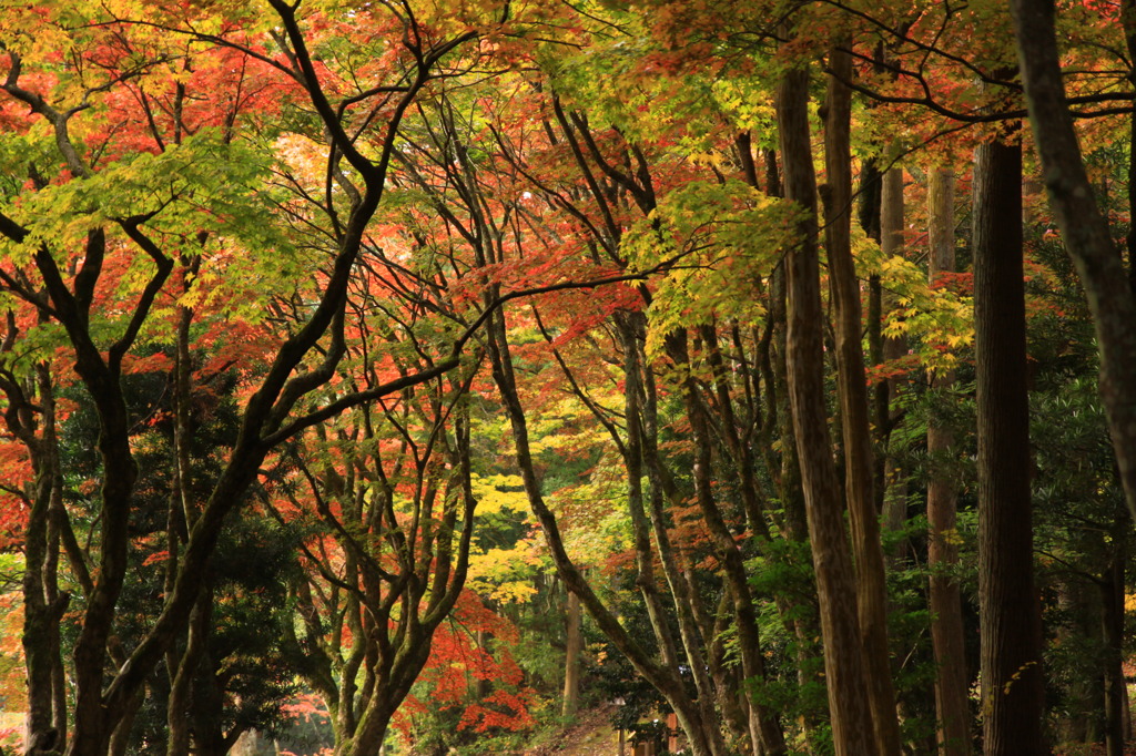 重なる紅葉したモミジ
