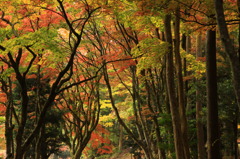 重なる紅葉したモミジ