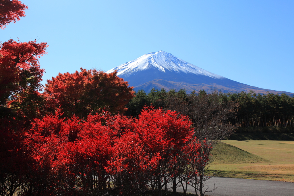 紅葉ごしの富士山