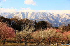 早春の梅林