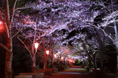 夜桜の通り