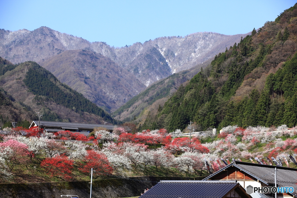 山里の春