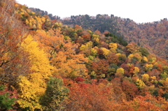 紅葉コラボ
